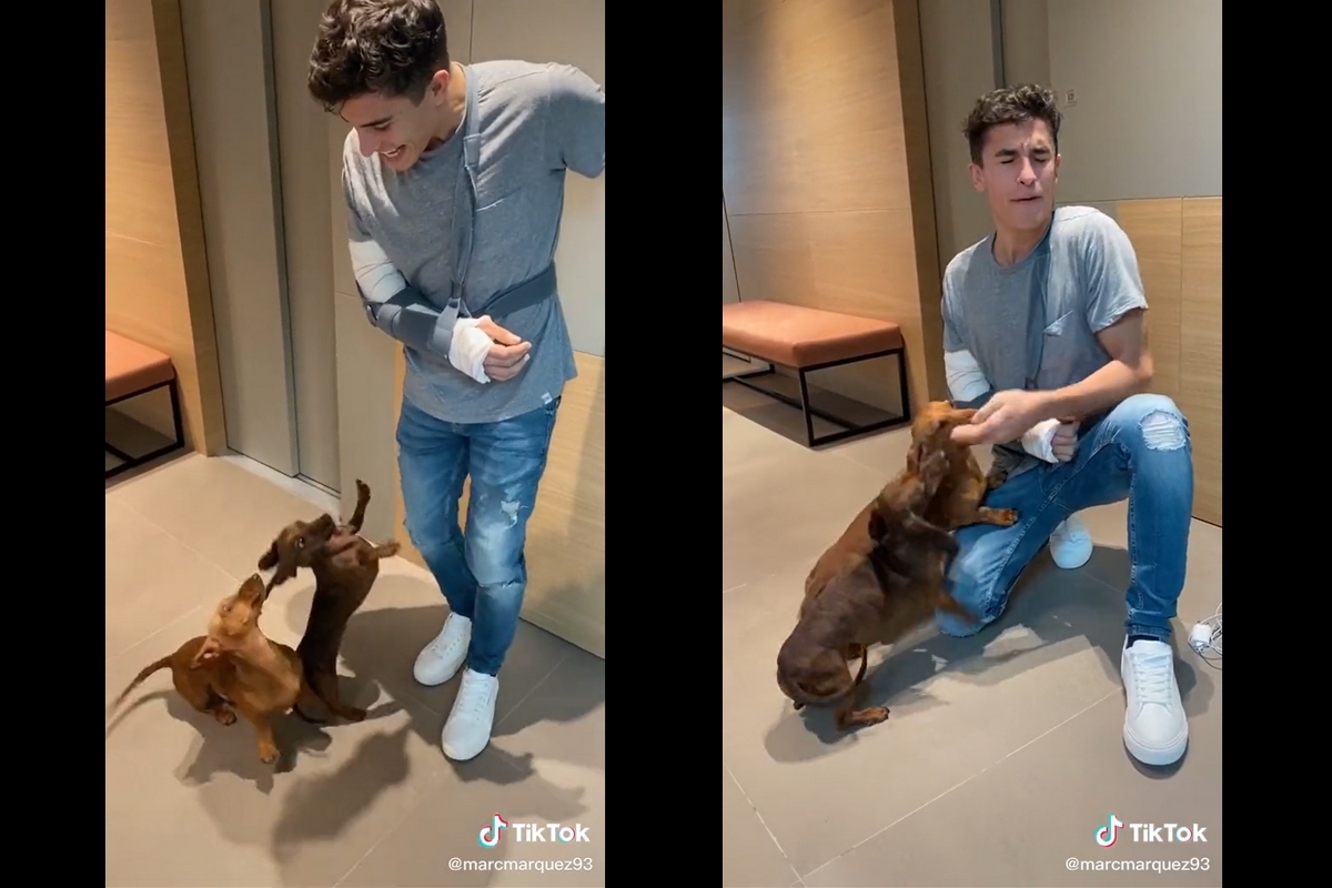 Marc Marquez accolto dai suoi cani (TikTok)