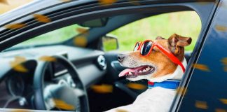 Cane auto (AdobeStock)