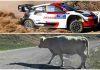 Toyota Rally Mucca