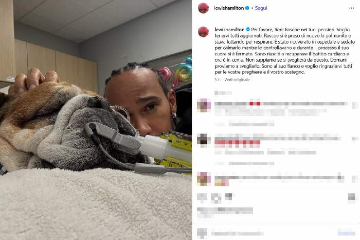 Lewis Hamilton morte Roscoe cane